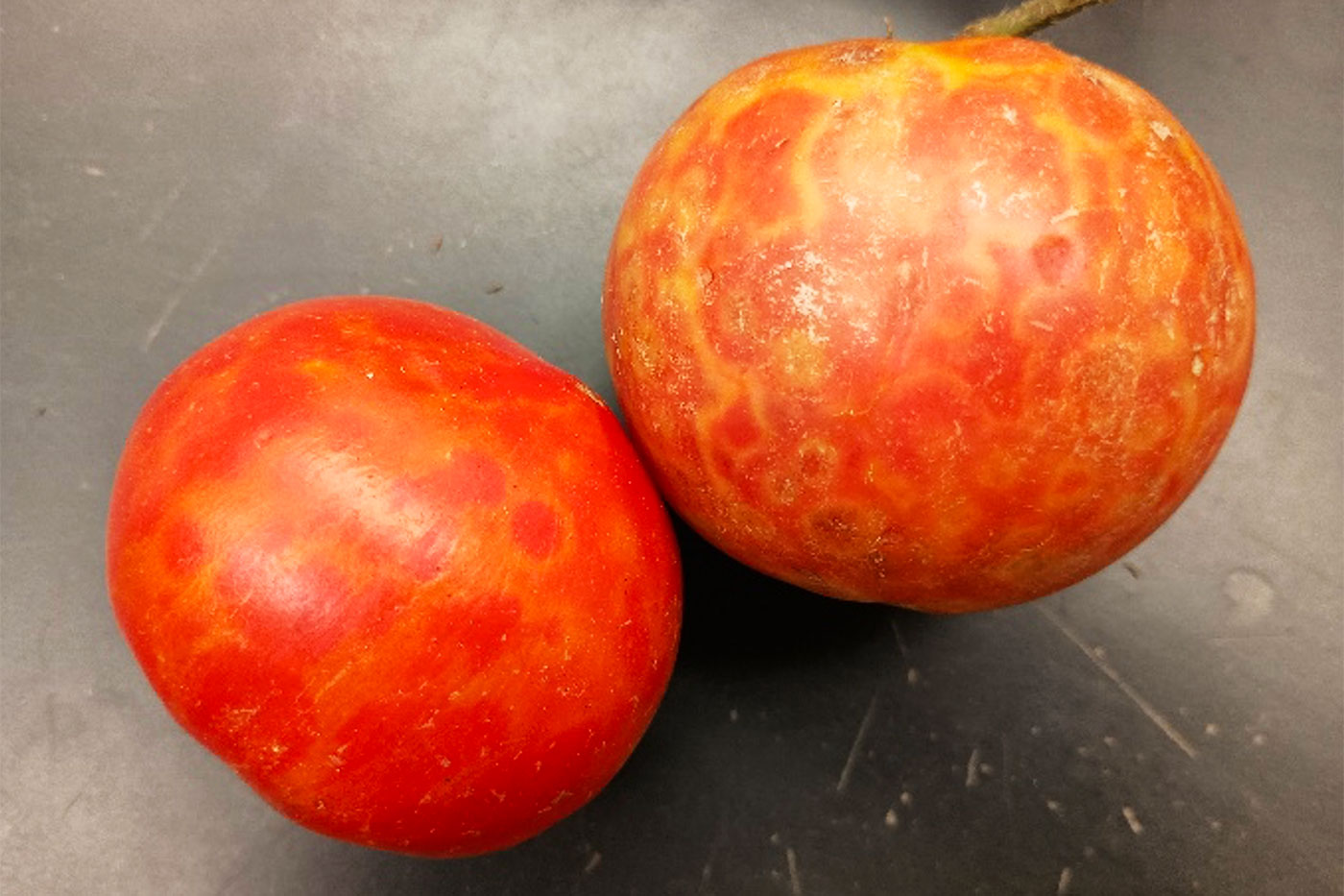 two red tomatoes with varying degrees of yellow blotches